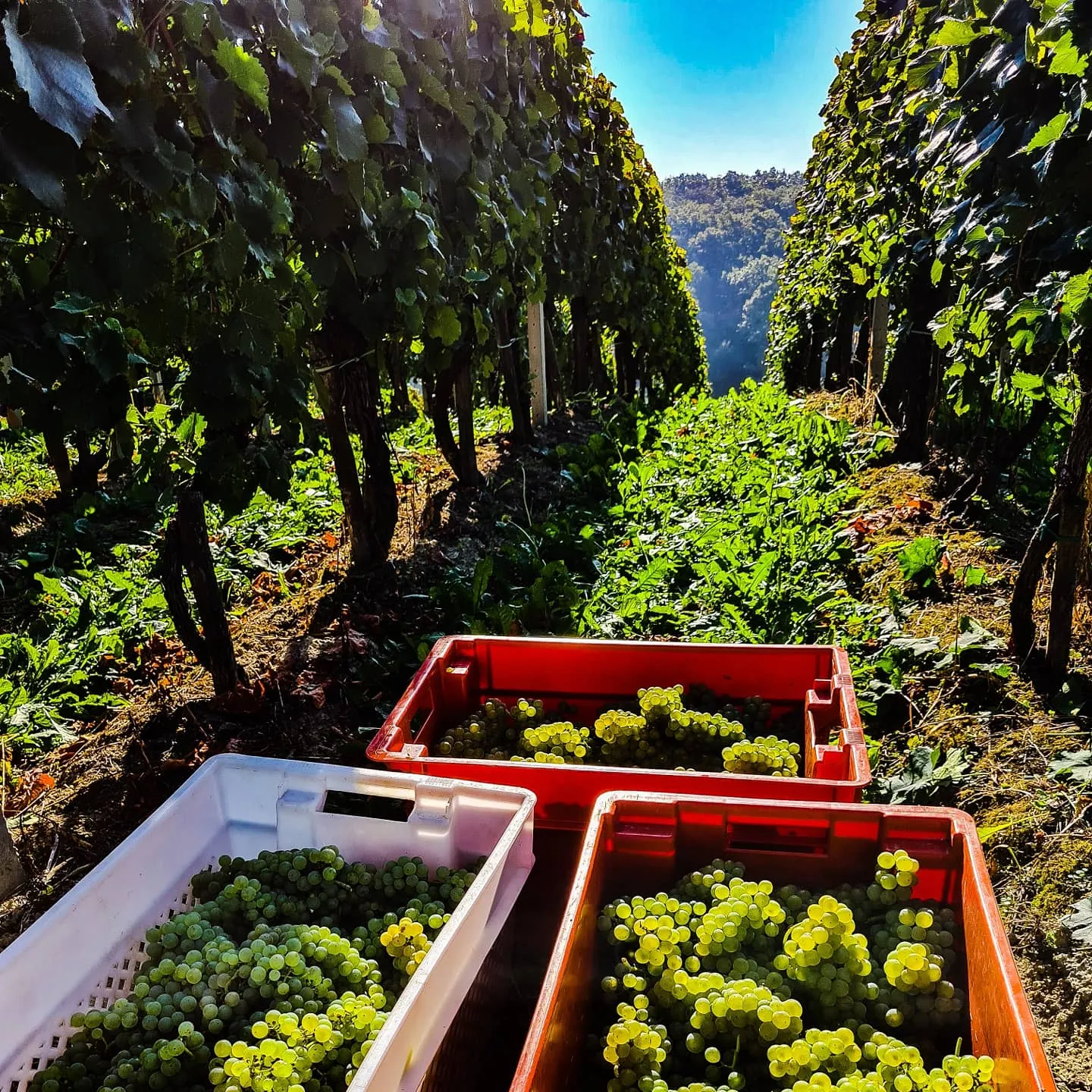 Vinograd Šibenik